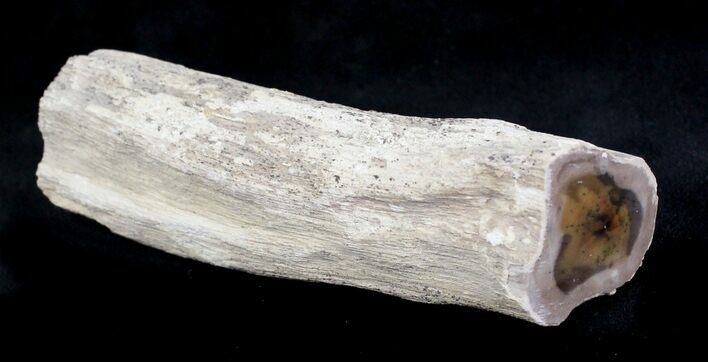 Petrified Wood Limb Section - Oregon #28361